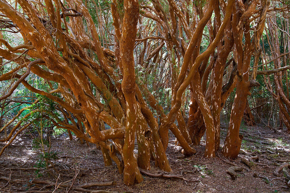 Arrayanes trees (myrtle trees), at Victoria island, Lago Nahuel Huapi, near San Carlos de Bariloche, Rio Negro, Patagonia, Argentina