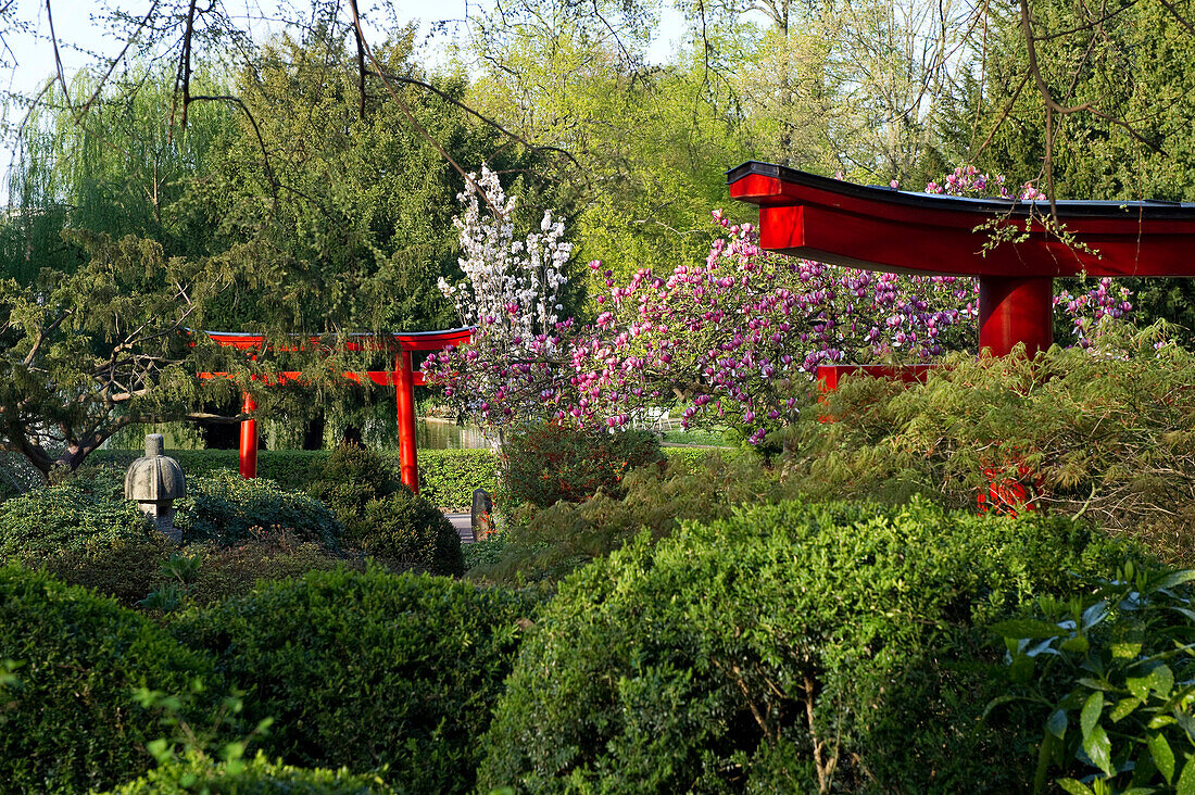 Japanese garden at a municipal park, Karlsruhe, Baden-Wuerttemberg, Germany, Europe