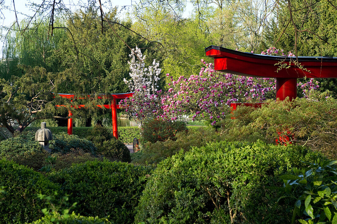 Japanischer Garten im Stadtgarten, Karlsruhe, Baden-Württemberg, Deutschland, Europa