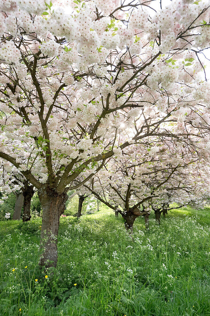 Cherry trees in full blossom at Seepark, Freiburg im Breisgau, Baden-Wuerttemberg, Germany, Europe