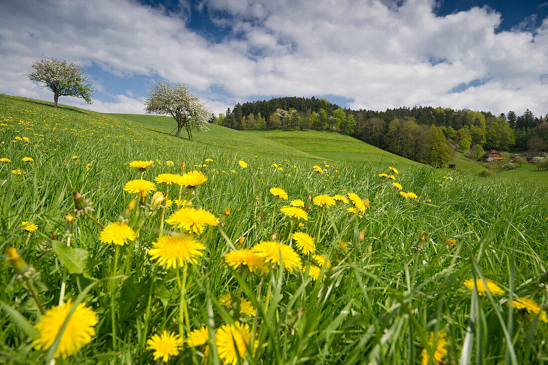 Apple trees in blossom at valley Dreisamtal under white clouds, Baden-Wuerttemberg, Germany, Europe