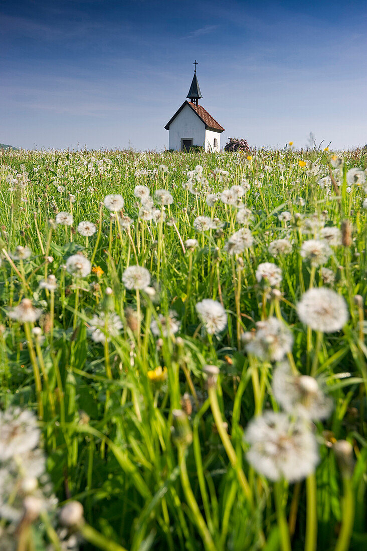 View of Saalenberg chapel in spring, Hexental, Black Forest, Baden-Wuerttemberg, Germany, Europe