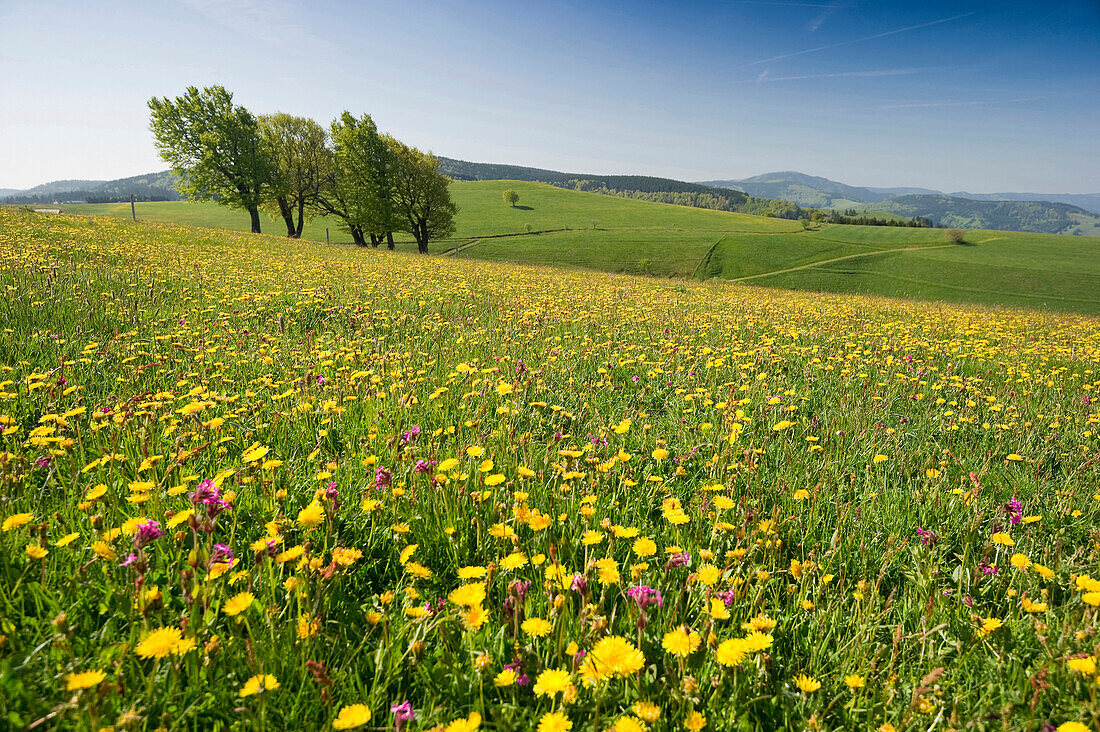 Blumenwiese und Wetterbuchen im Frühling, Schauinsland, Schwarzwald, Baden-Württemberg, Deutschland, Europa