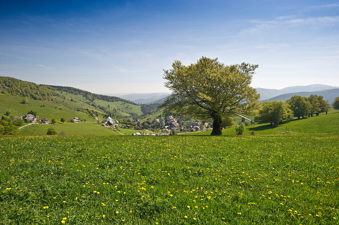 Flower meadow and beech trees in spring, Hofsgrund, Schauinsland, Black Forest, Baden-Wuerttemberg, Germany, Europe