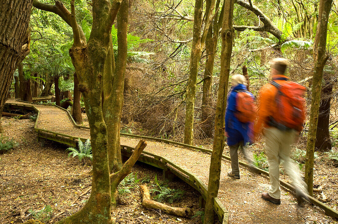 Brettersteg im Regenwald des Lilly Pilly Gully, Wilsons Promontory National Park, Victoria, Australien