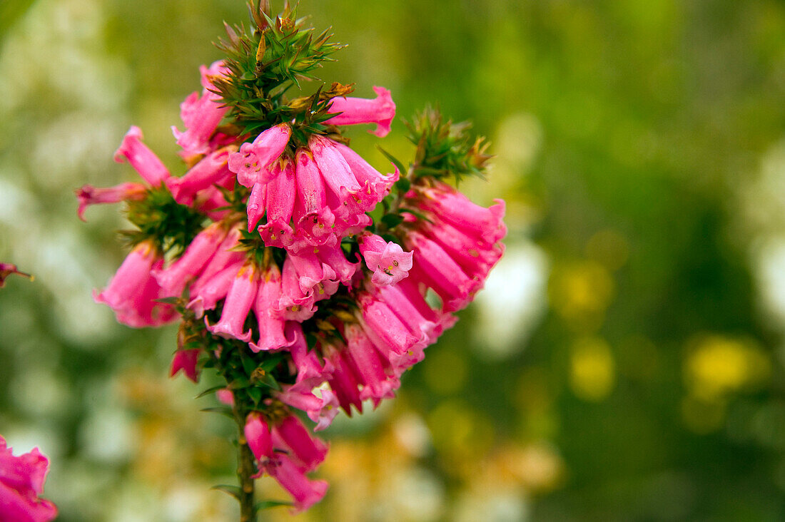 Flowering heather, Wilsons Promontory National Park, Victoria, Australia