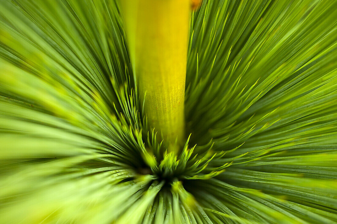 Blühender Grasbaum, Wilsons Promontory National Park, Victoria, Australien