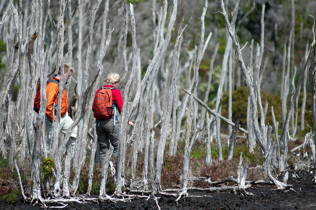 Abgestorbener Mangrovenwald an der Millers Landing im Norden des Wilsons Promontory National Parks, Victoria, Australien