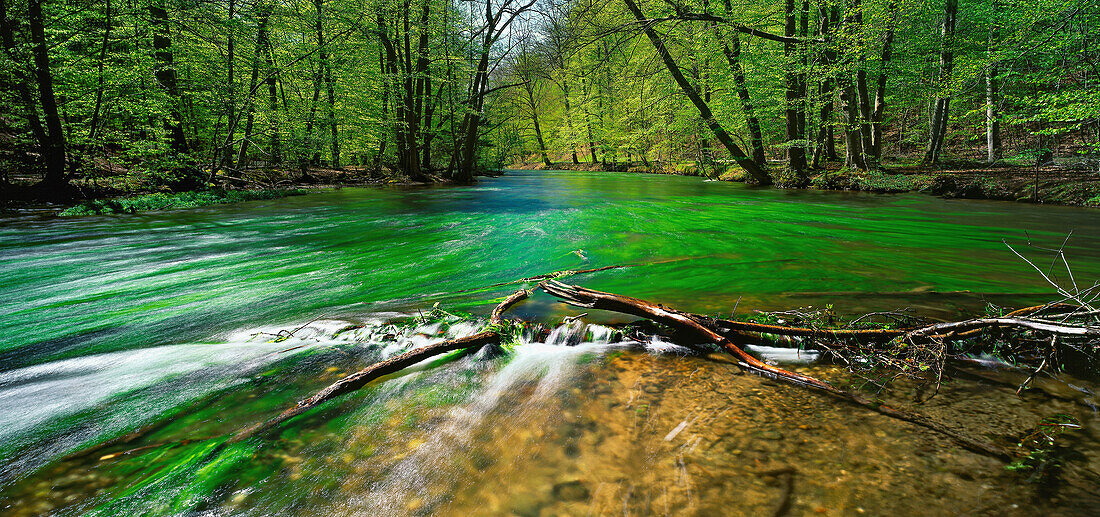 Beech trees on the banks of river Wuerm, Muehltal, Province of Starnberg, Upper Bavaria, Germany, Europe