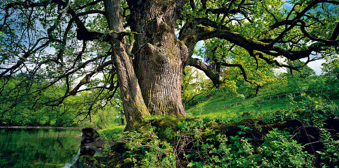 Old oak tree on Woerth island, Lake Staffelsee, Upper Bavaria, Germany, Europe