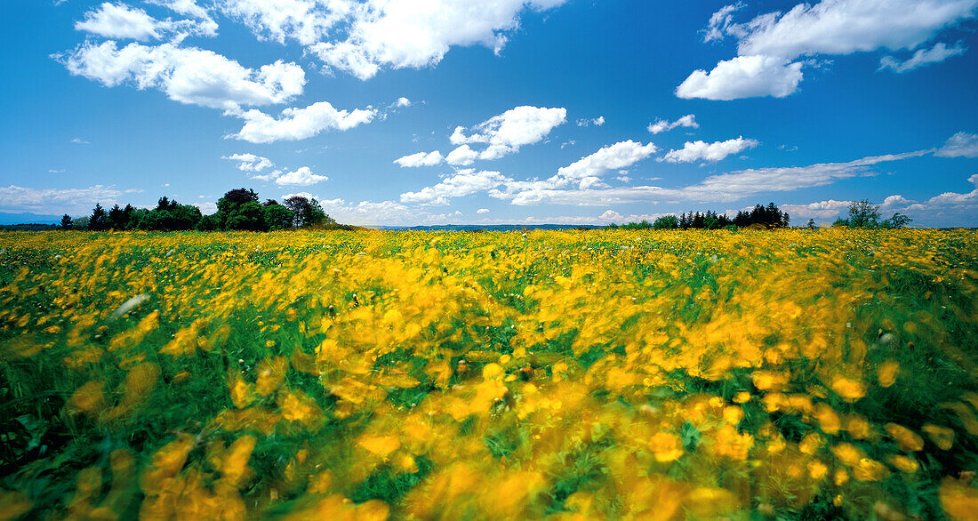 Flowered meadow under white clouds, Upper Bavaria, Germany, Europe