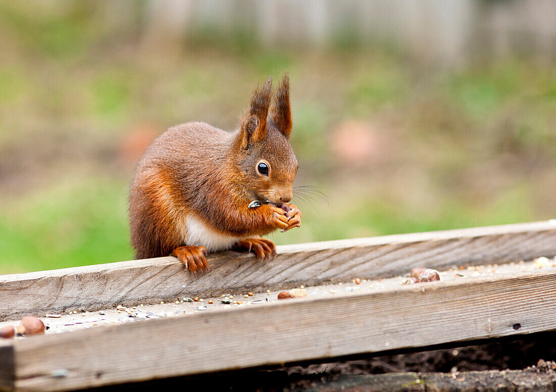 Eichhörnchen im Schwarzwald, Baden-Württemberg, Deutschland, Europa