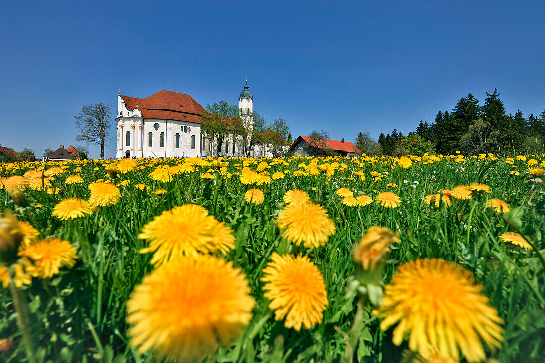 Meadow with dandelions and church Wieskirche, Pfaffenwinkel, Upper Bavaria, Germany, Europe
