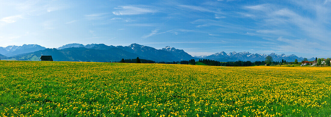 Löwenzahnwiese mit Blick auf Buchberg, Tegelberg und Säuling, Ostallgäu, Deutschland, Europa