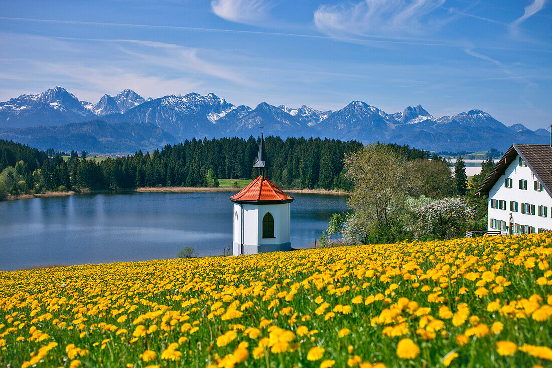 Blick von Hegratsried auf Tegelberg, Säuling und Tannheimer Berge, Ostallgäu, Deutschland, Europa