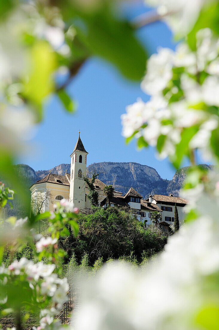 Apfelblüte, Kirche im Hintergrund, Eppan an der Weinstraße, Trentino-Südtirol, Italien