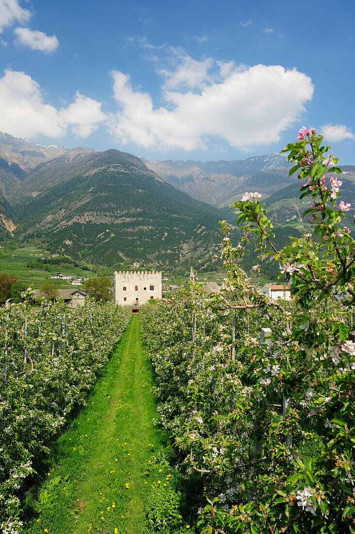 Blühende Apfelbäume mit kleiner Burg und Bergen im Hintergrund, Vinschgau, Südtirol, Italien, Europa