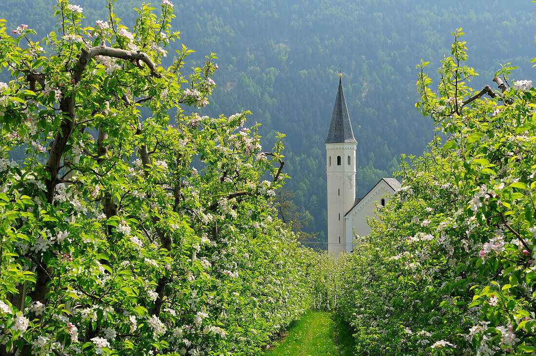 Blühende Apfelbäume, Kirche Maria Lourdes im Hintergrund, Laas, Vinschgau, Südtirol, Trentino-Südtirol, Italien