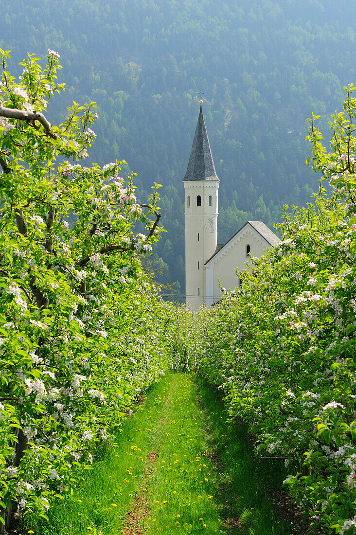 Blühende Apfelbäume mit Kirche und Bergen im Hintergrund, Vinschgau, Südtirol, Italien, Europa