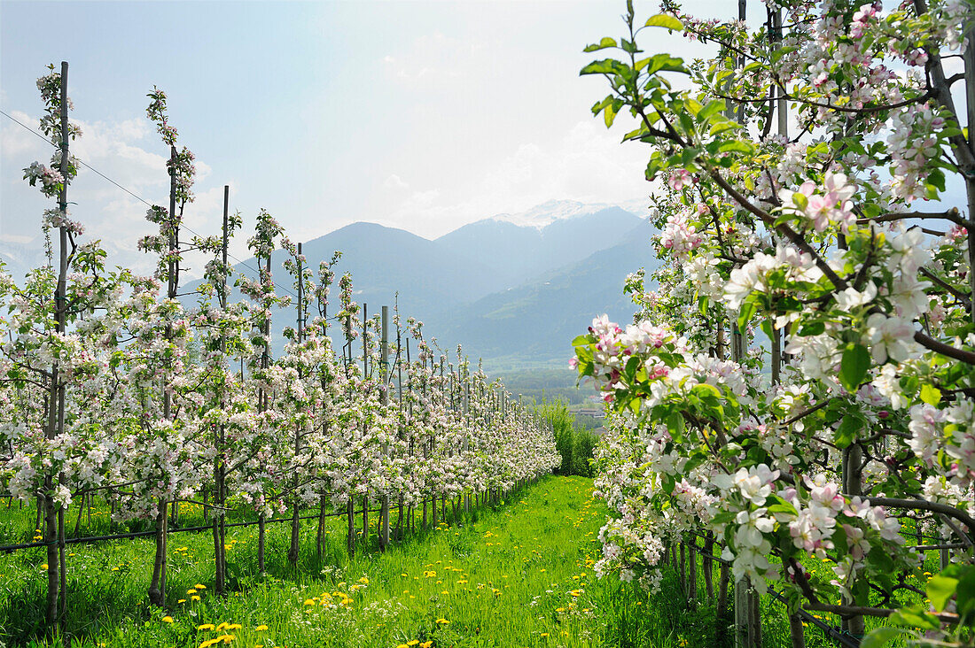 Blühende Apfelbäume, Berge im Hintergrund, Vinschgau, Südtirol, Trentino-Südtirol, Italien