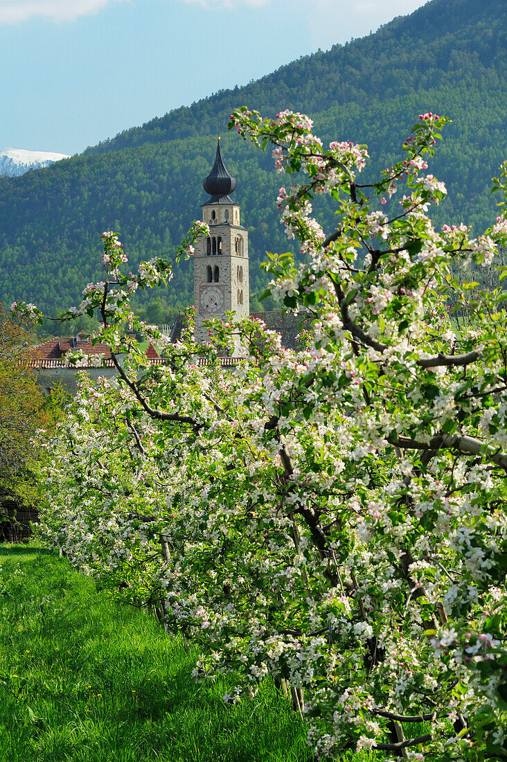 Blühende Apfelbäume mit Kirche im Hintergrund, Glurns, Vinschgau, Südtirol, Italien, Europa