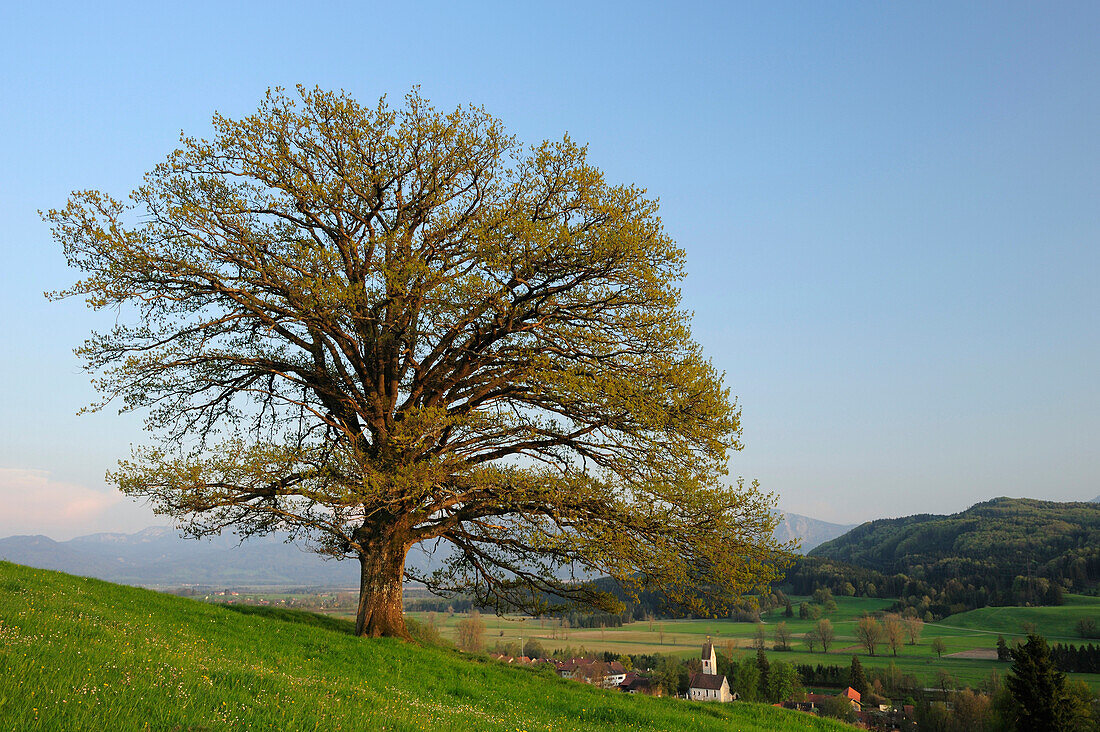 Oak tree on meadow in spring, Werdenfelser Land, Upper Bavaria, Bavaria, Germany
