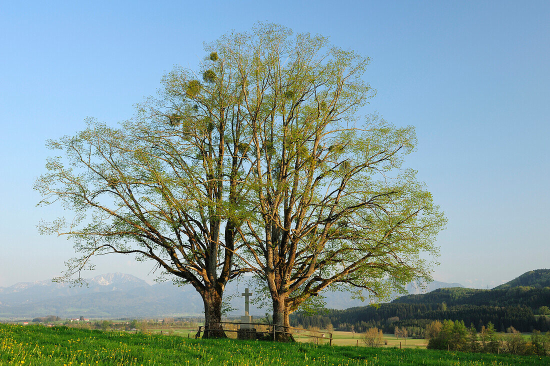 Wayside cross between two ash trees, Benediktenwand in background, Werdenfelser Land, Upper Bavaria, Bavaria, Germany