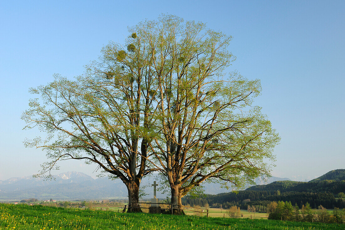 Wegkreuz zwischen zwei Eschen im Frühling, Benediktenwand im Hintergrund, Werdenfelser Land, Oberbayern, Bayern, Deutschland