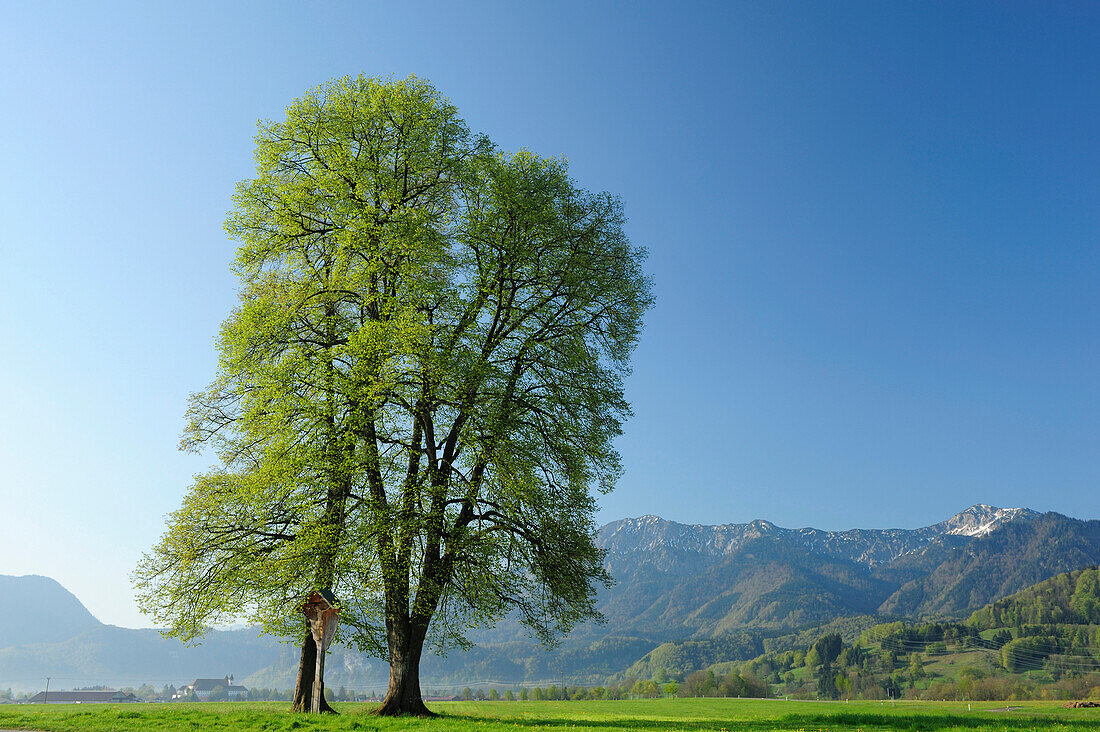 Wayside cross between two lime trees, Herzogstand and Heimgarten in background, Bavarian Prealps, Upper Bavaria, Bavaria, Germany