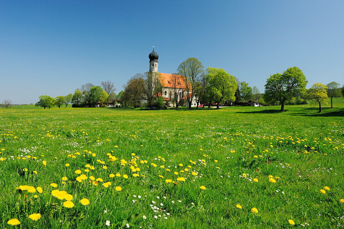 Blumenwiese vor Kirche Allerheiligen, Oberbayern, Bayern, Deutschland, Europa