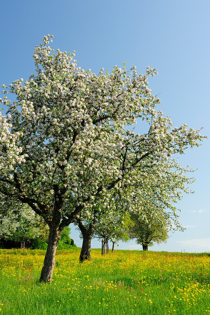 Blühende Apfelbäume in Blumenwiese, Oberbayern, Bayern, Deutschland, Europa