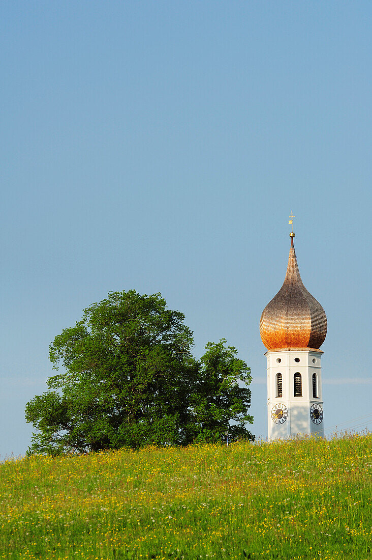 View over flower meadow to spire, Upper Bavaria, Bavaria, Germany