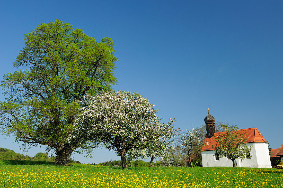 Kapelle steht in Blumenwiese mit blühenden Obstbäumen, Oberbayern, Bayern, Deutschland, Europa