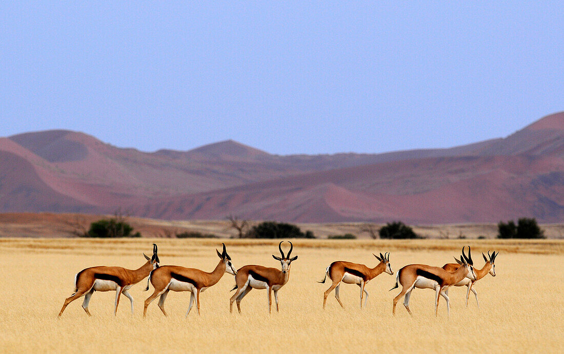 Blick auf Springböcke, Sossusvlei, Namibia, Afrika