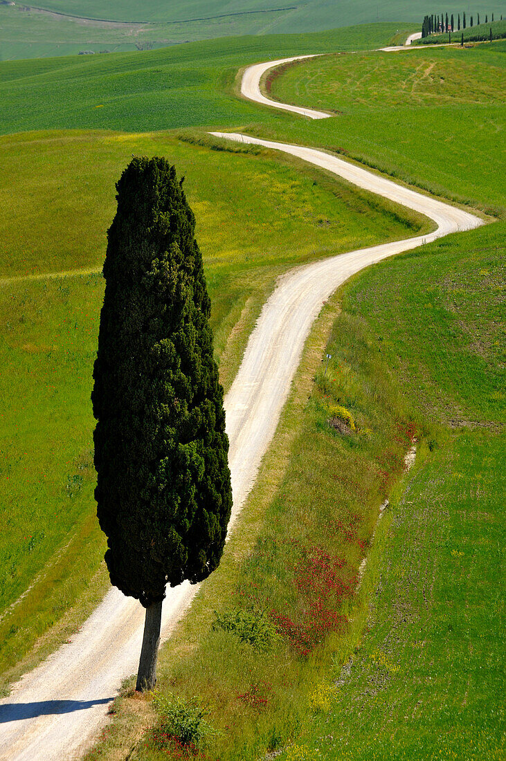 Abgelegene Landstrasse mit Zypressen, Crete, Toskana, Italien, Europa