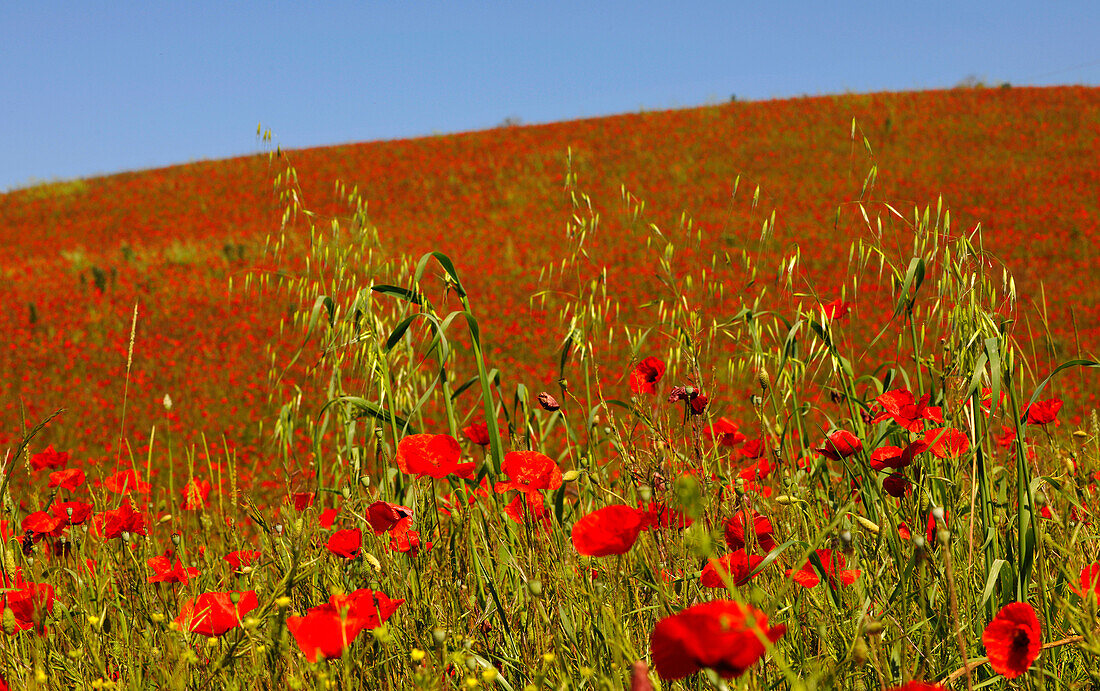 Mohnblumen auf einem Feld im Sonnenlicht, Toskana, Italien, Europa