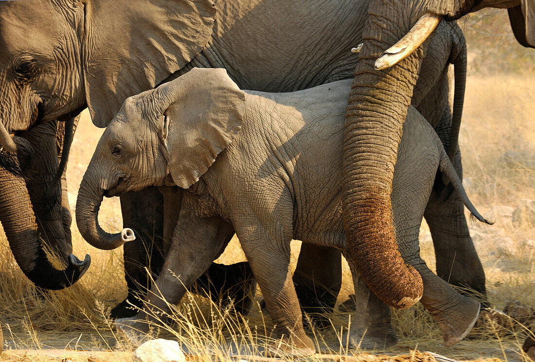 Elefantenjunges, Etosha Nationalpark, Namibia, Afrika