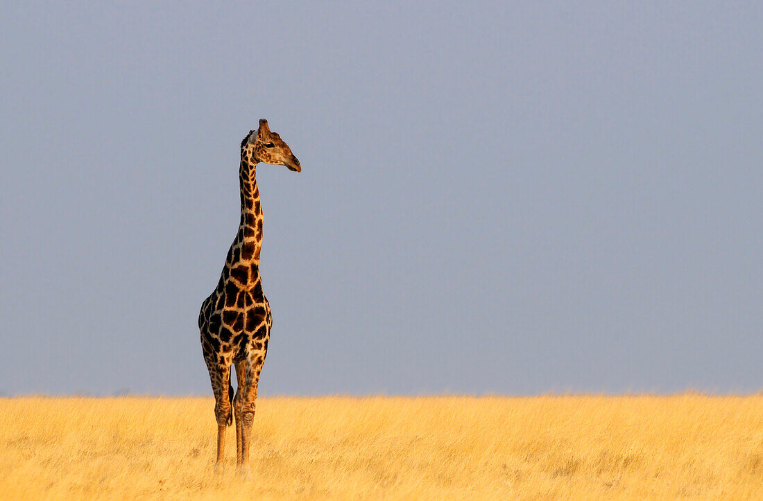 Giraffe in der Steppe, Etosha Nationalpark, Namibia, Afrika