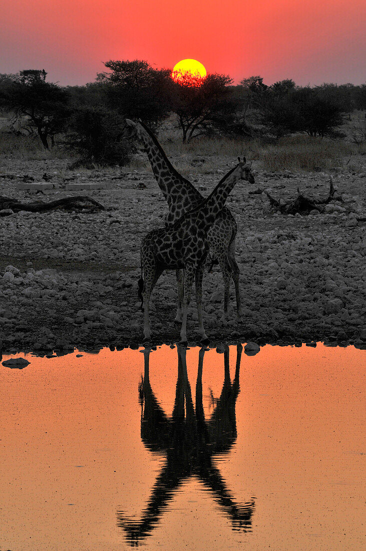Giraffen am Wasserloch bei Sonnenuntergang, Okaukuejo, Etosha Nationalpark, Namibia, Afrika