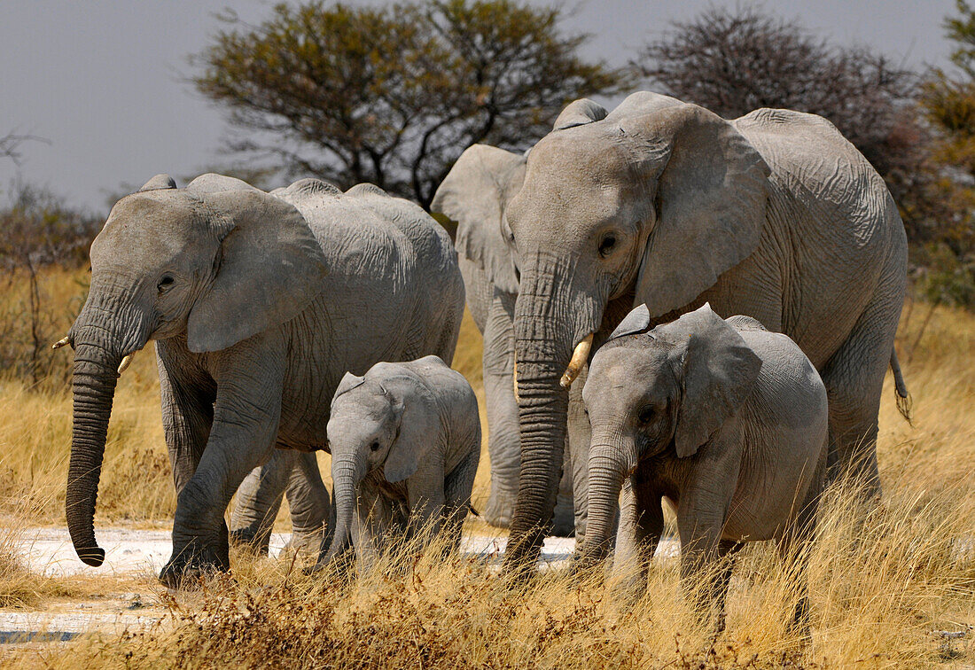 Elefanten mit Jungtieren, Etosha Nationalpark, Namibia, Afrika