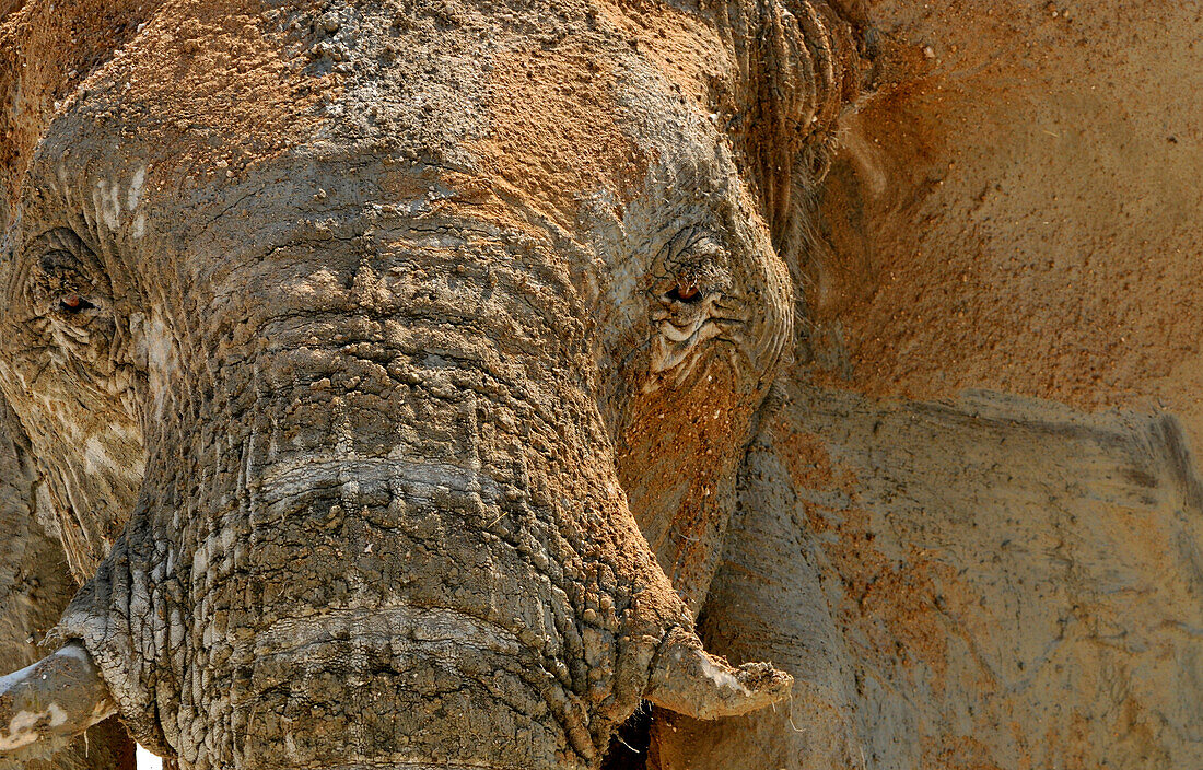 Portrait eines Elefanten, Etosha Nationalpark, Namibia, Afrika