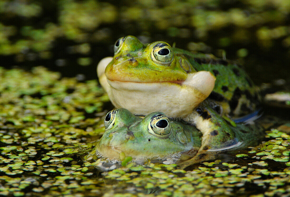 Frogs, Usedom, Mecklenburg-Western Pomerania, Germany
