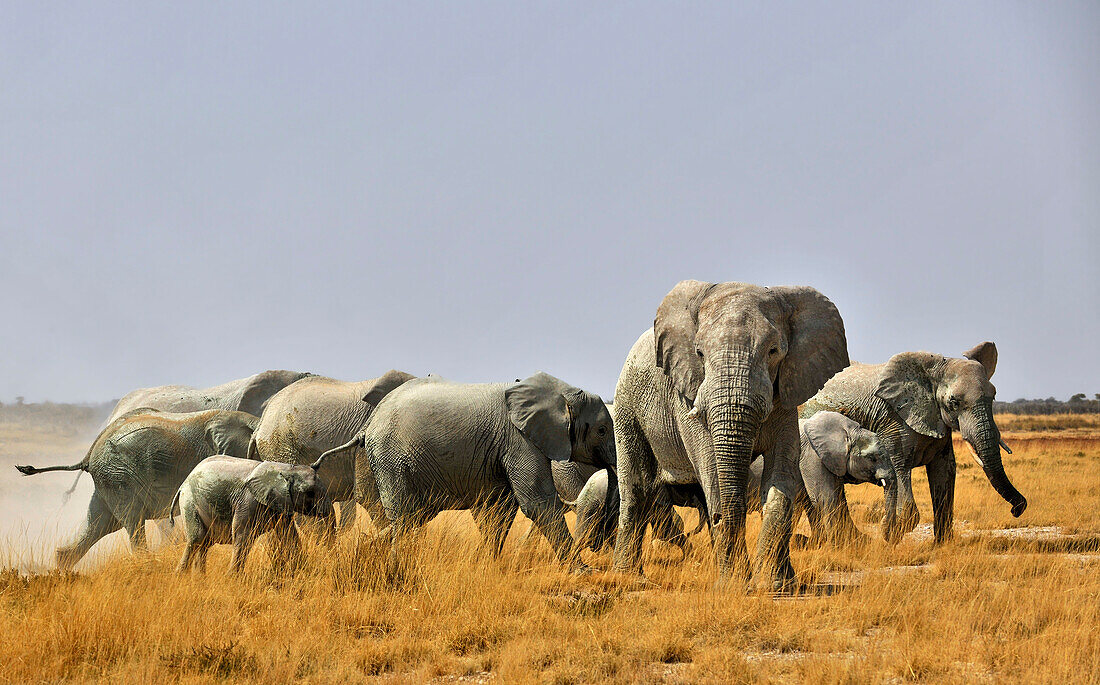 Elefanten, Etosha Nationalpark, Namibia, Afrika