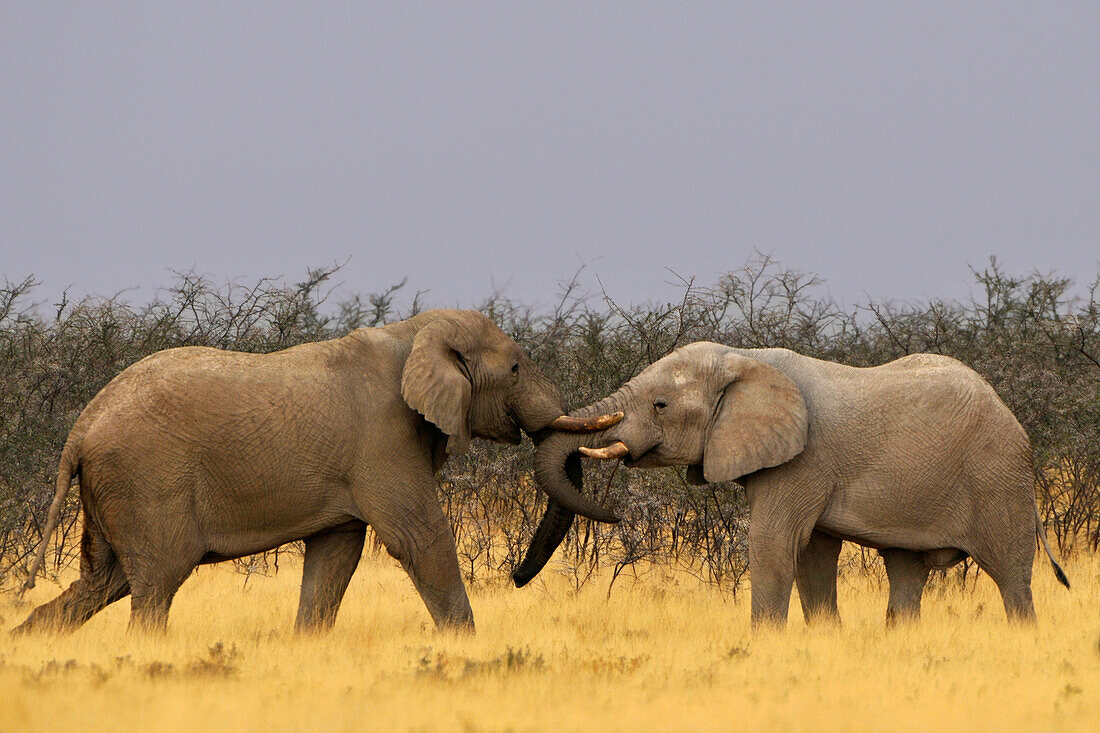 Kämpfende Elefanten, Etosha Nationalpark, Namibia, Afrika