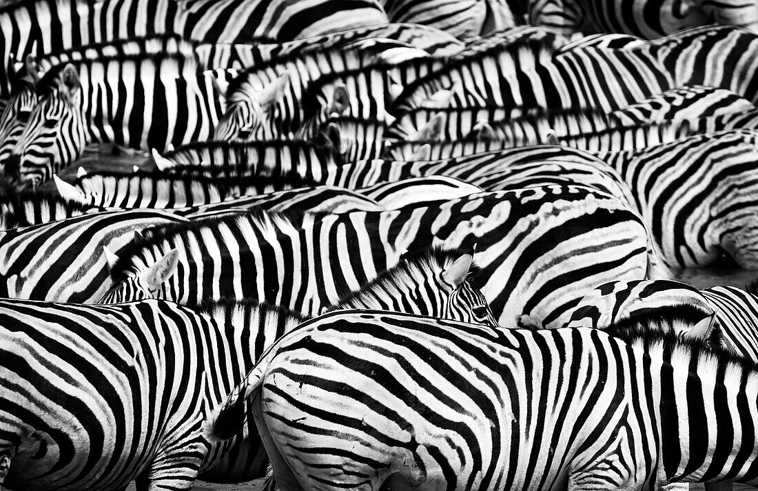 Eine Gruppe Zebras, Etosha Nationalpark, Namibia, Afrika