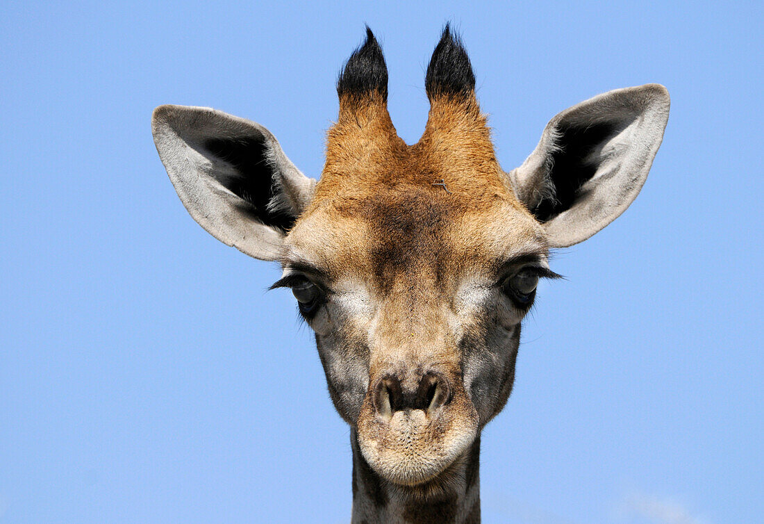 A giraffe's head, Etosha National Park, Namibia, Africa