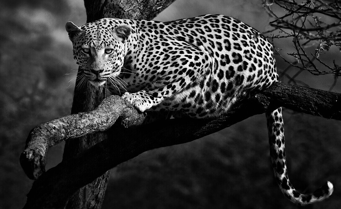 Leopard on a tree, Etosha National Park, Namibia, Africa