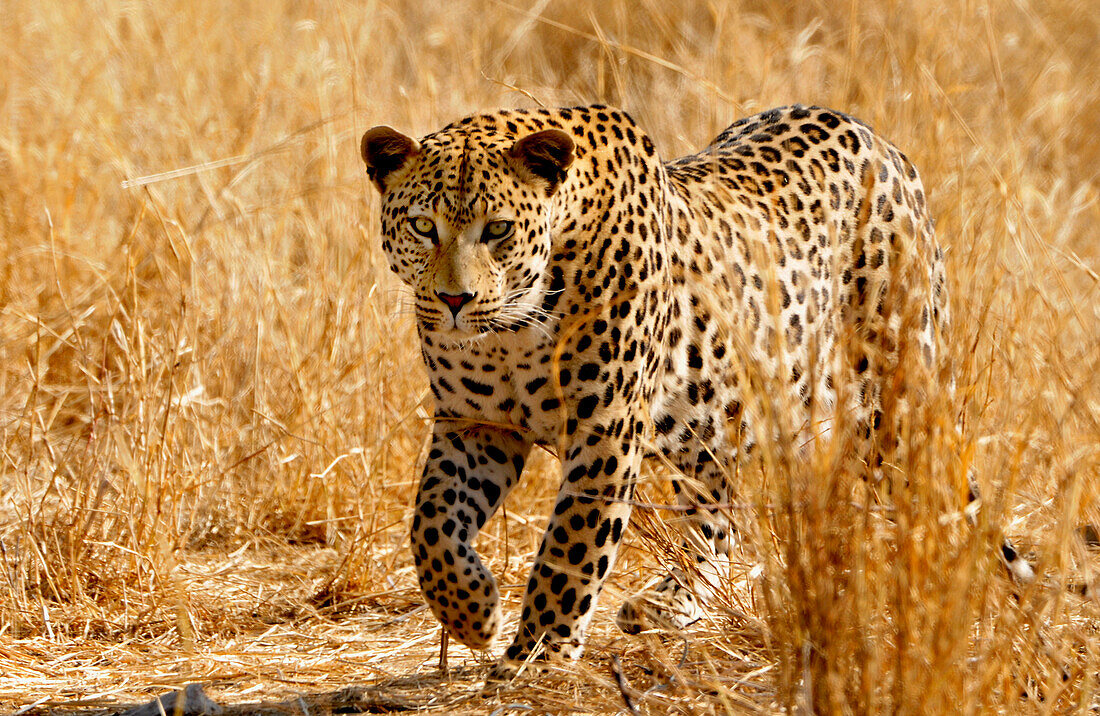 Leopard sneaking through dry grass, Etosha National Park, Namibia, Africa