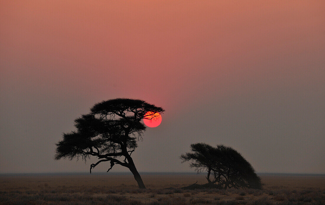 Schirmakazie bei Sonnenaufgang, Etosha, Namibia, Afrika