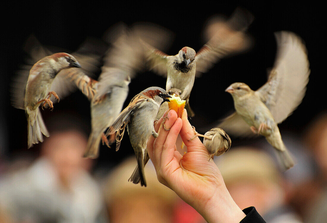 Hand mit Futter und fliegende Spatzen, Paris, Frankreich